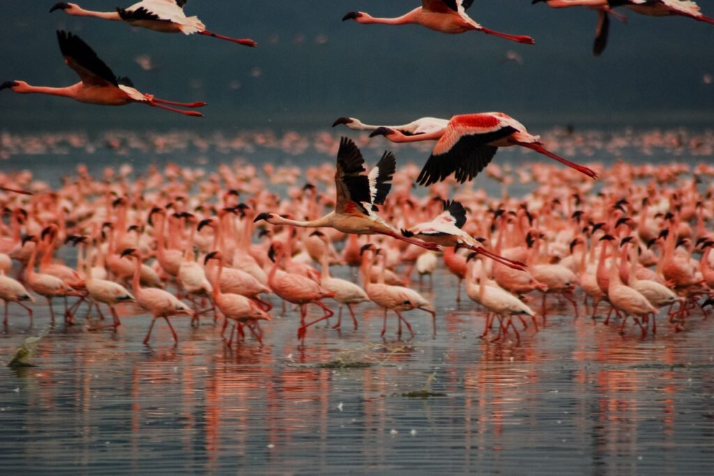 Kenya Safari Tours