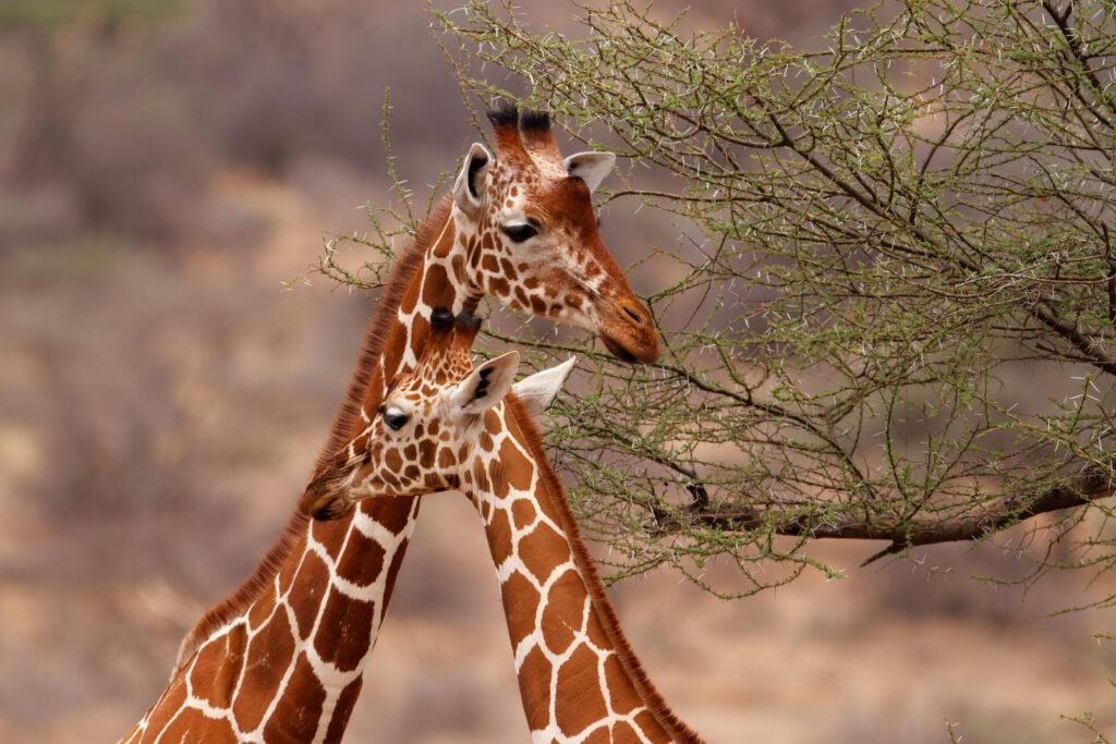 Samburu National Reserve