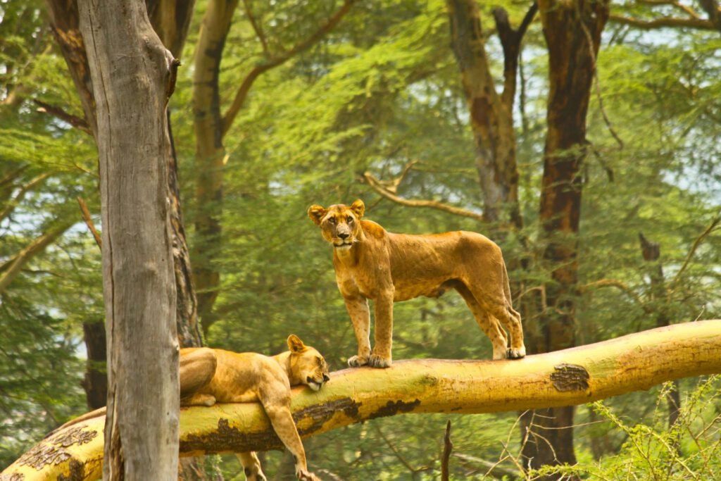 Masai Mara National Reserve – Lake Nakuru National Park