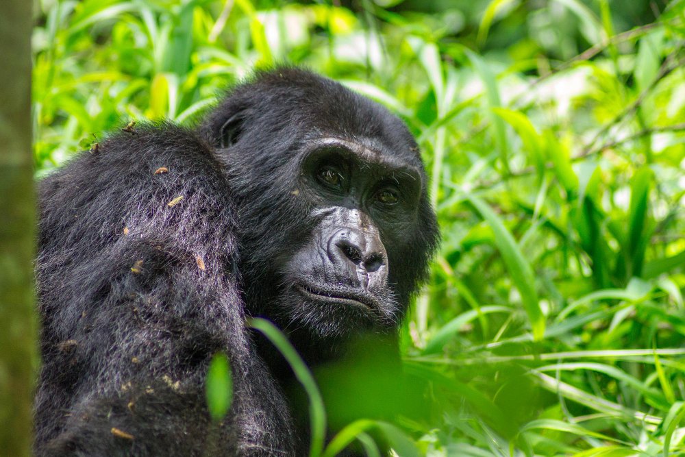 Highlights of Uganda