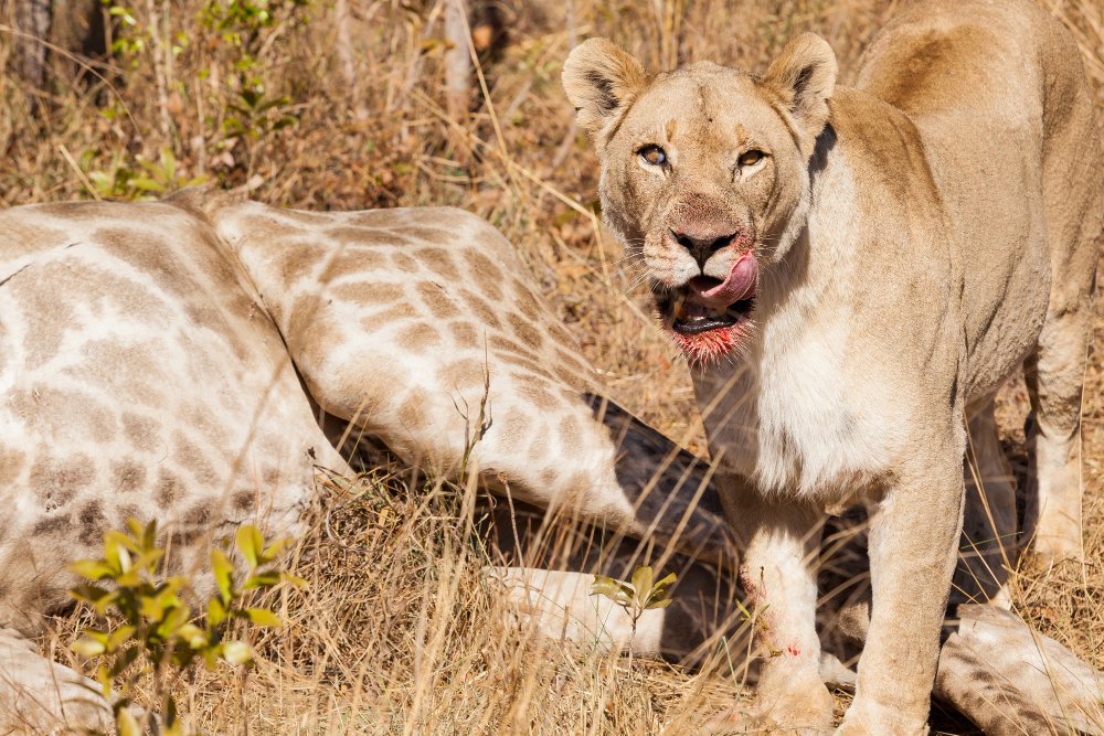 Discover Tanzania