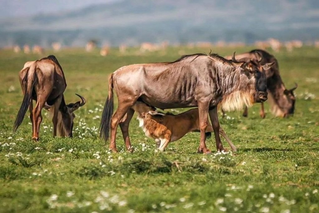 Full-Day Maasai Mara National Reserve
