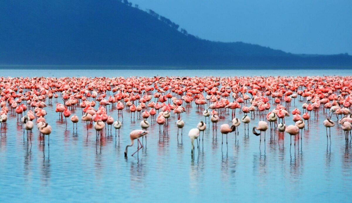 Lake Nakuru