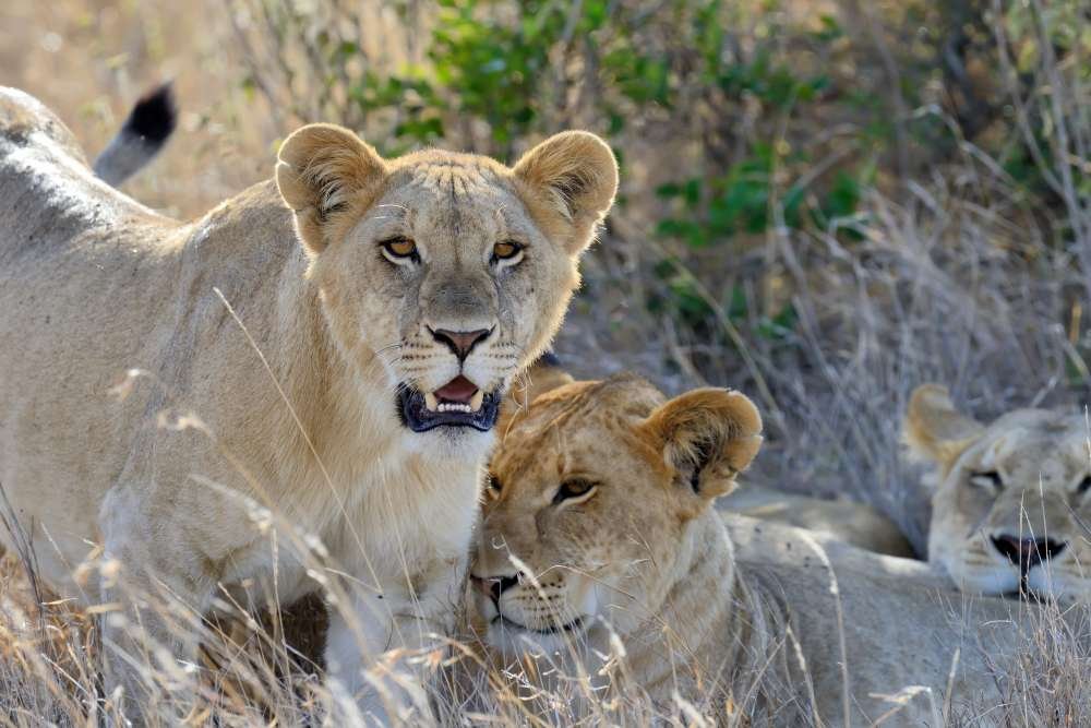 Uganda Tour Packages