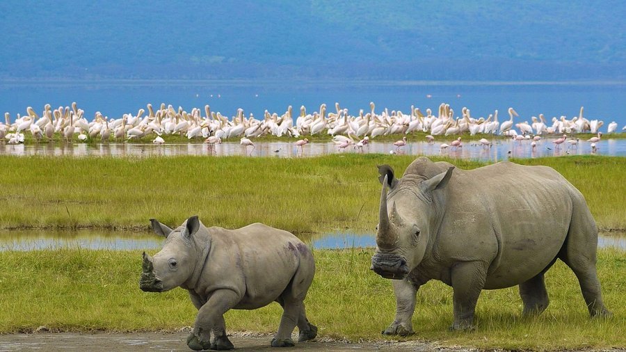 Full-Day Lake Nakuru National Park Big Five Safari