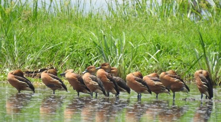 Rojewero River – Riverine Wildlife & Birdwatching