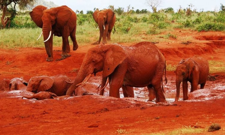 Mombasa – Tsavo East National Park