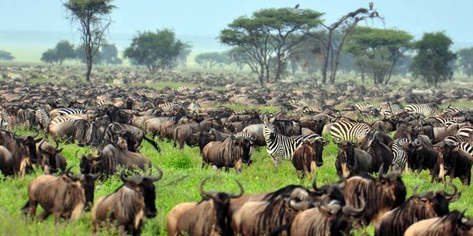 Masai Mara