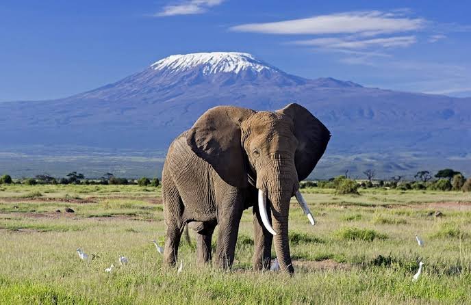 Amboseli National Park