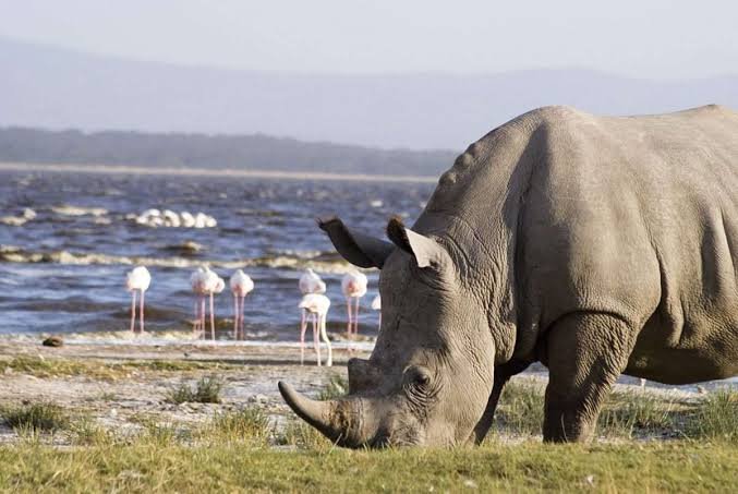 Nairobi to Lake Nakuru National Park