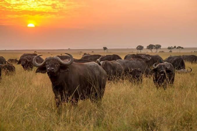 Full-Day Maasai Mara Wildlife Adventure