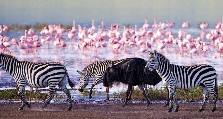 Maasai Mara to Lake Nakuru National Park