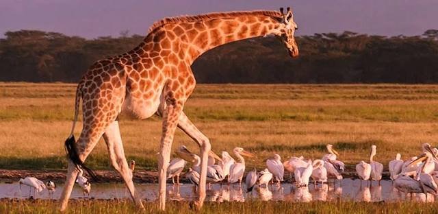 Masai Mara – Lake Nakuru National Park